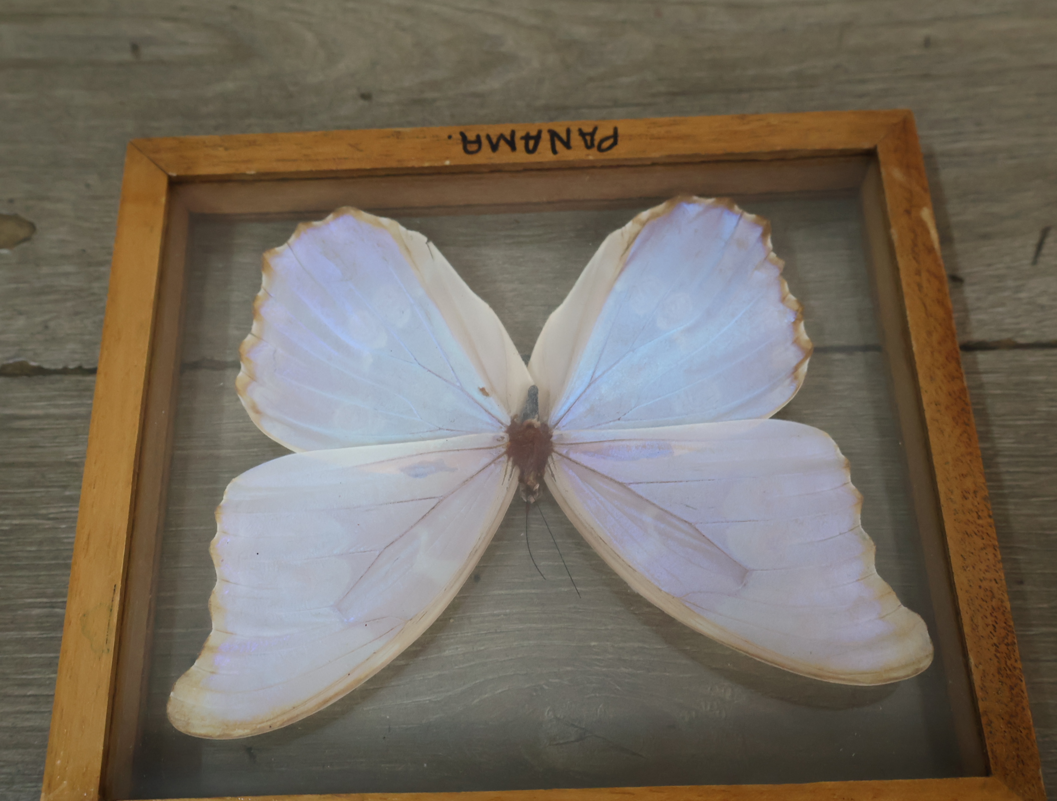Geëtaleerde vlinder in houten kistje met glas – foto 10 – kavel bij GSD Auctions, Zoeterwoude