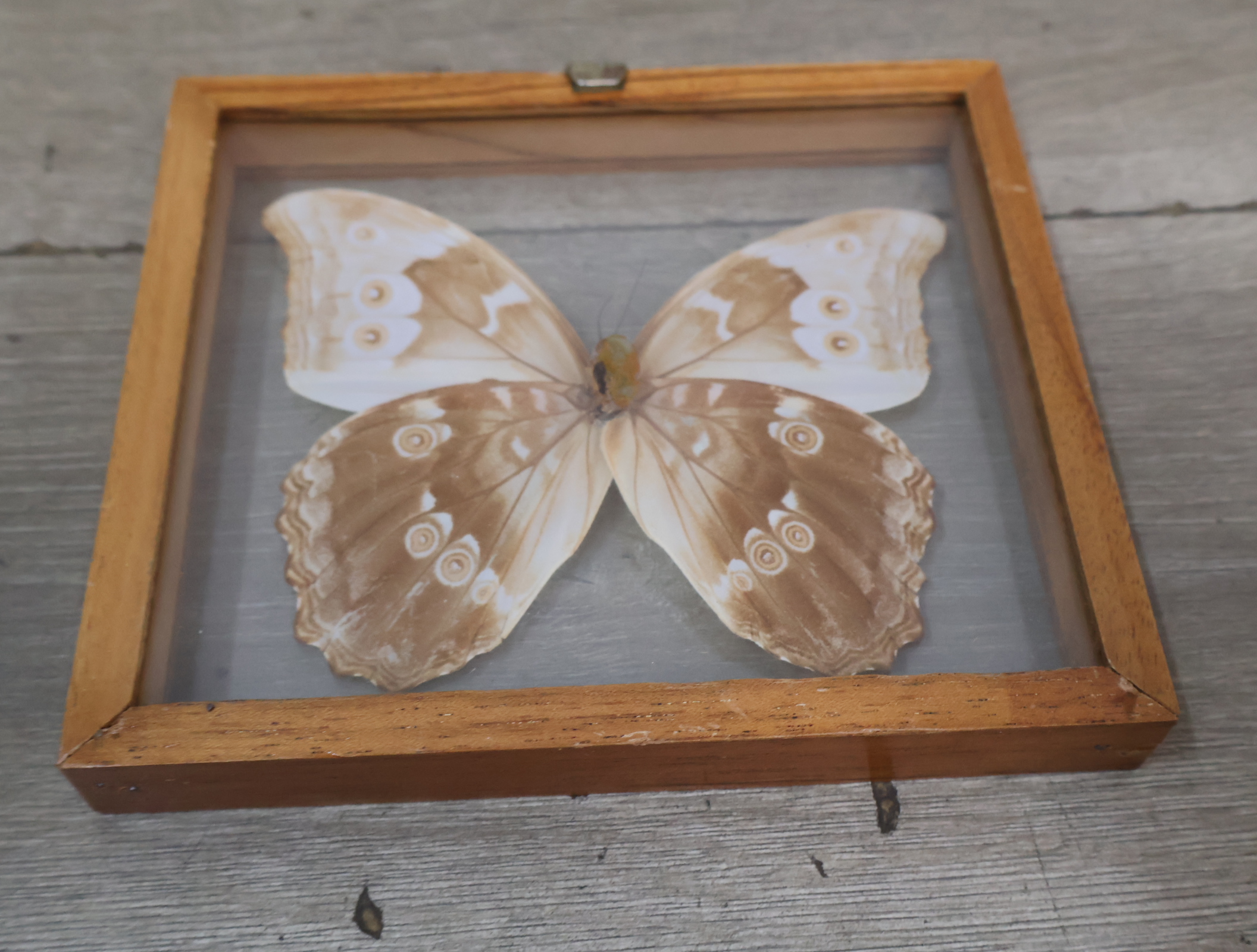 Geëtaleerde vlinder in houten kistje met glas – foto 11 – kavel bij GSD Auctions, Zoeterwoude