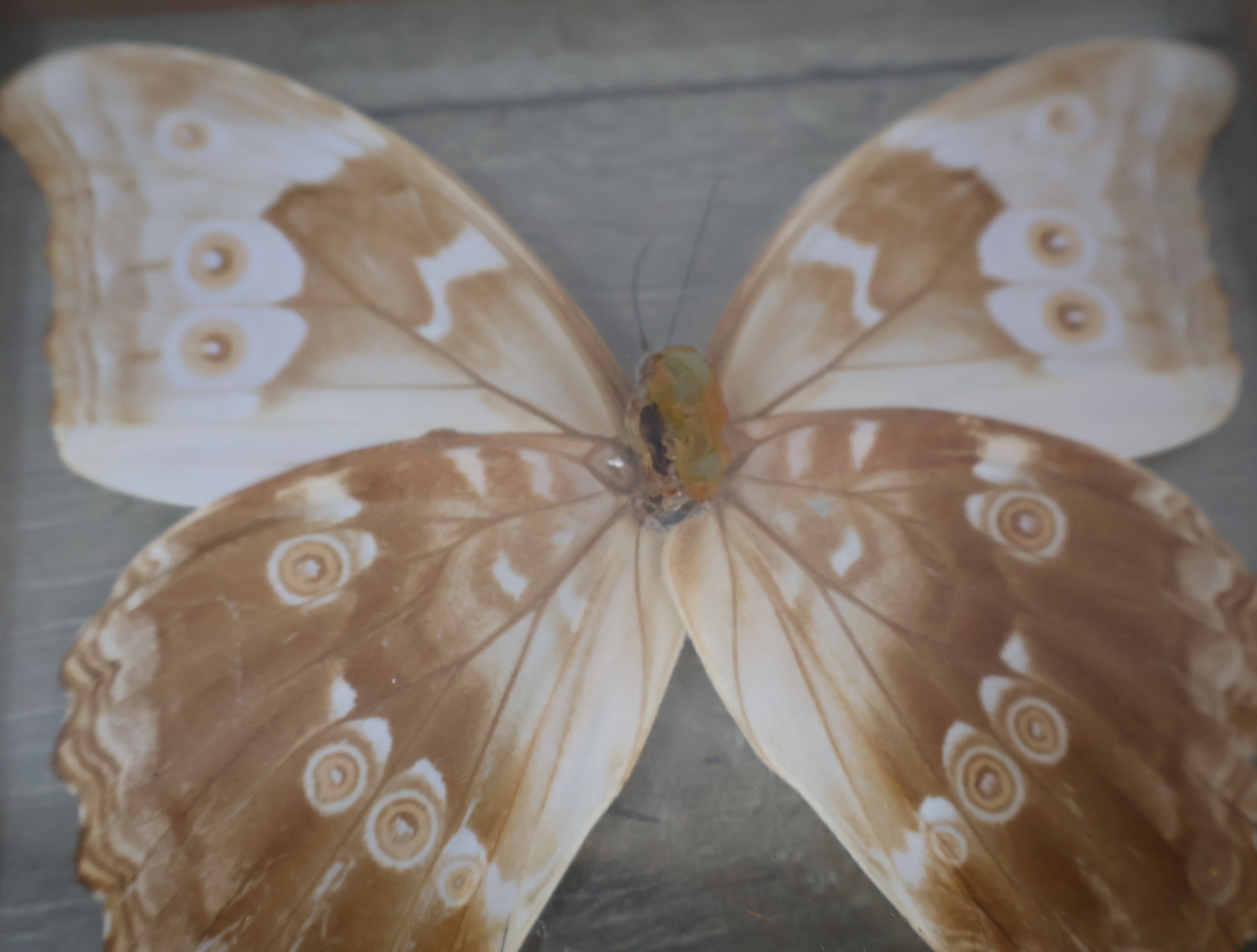 Geëtaleerde vlinder in houten kistje met glas – foto 12 – kavel bij GSD Auctions, Zoeterwoude