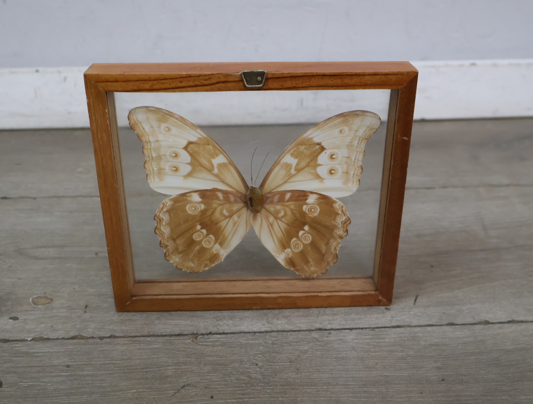 Geëtaleerde vlinder in houten kistje met glas – foto 13 – kavel bij GSD Auctions, Zoeterwoude
