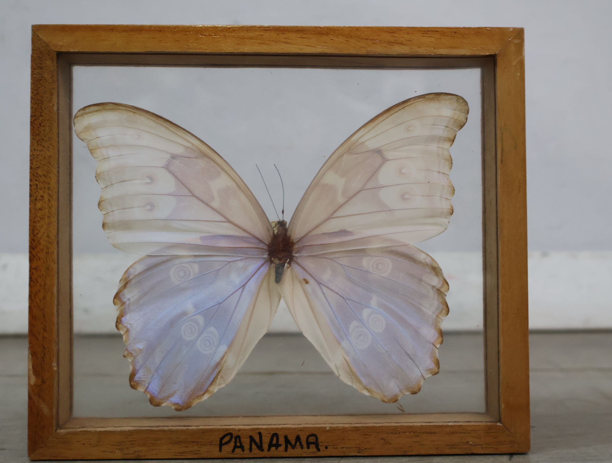 Geëtaleerde vlinder in houten kistje met glas – foto 14 – kavel bij GSD Auctions, Zoeterwoude