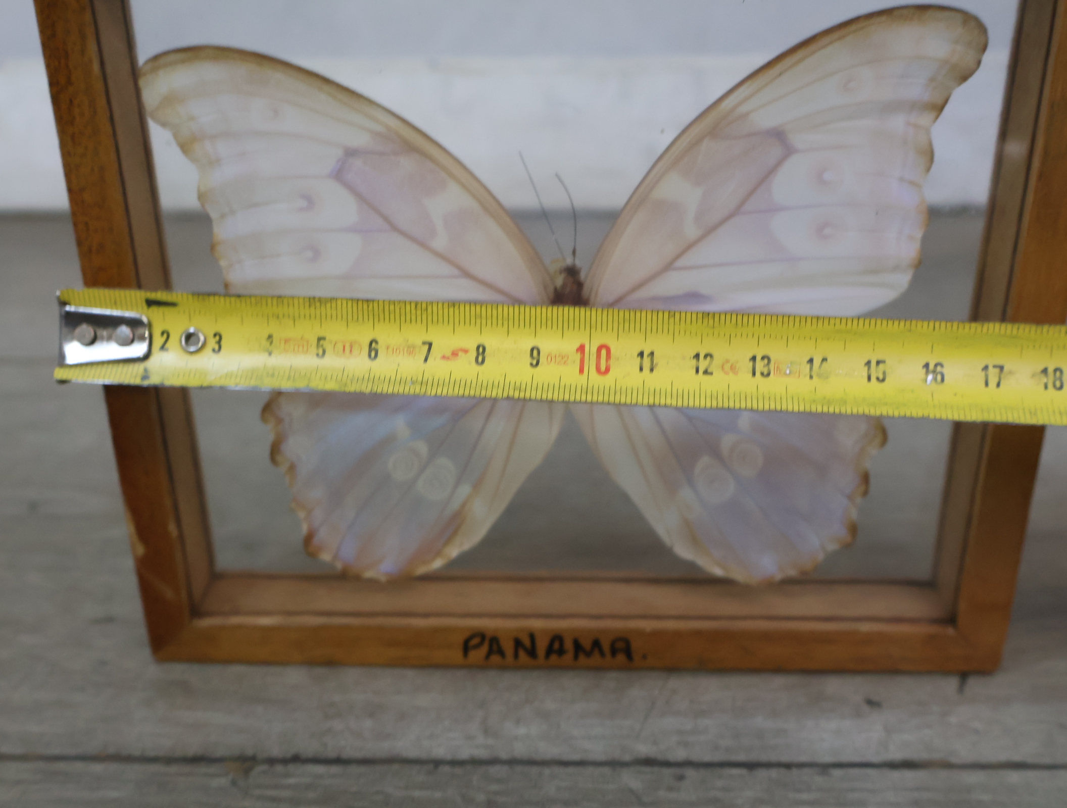 Geëtaleerde vlinder in houten kistje met glas – foto 15 – kavel bij GSD Auctions, Zoeterwoude