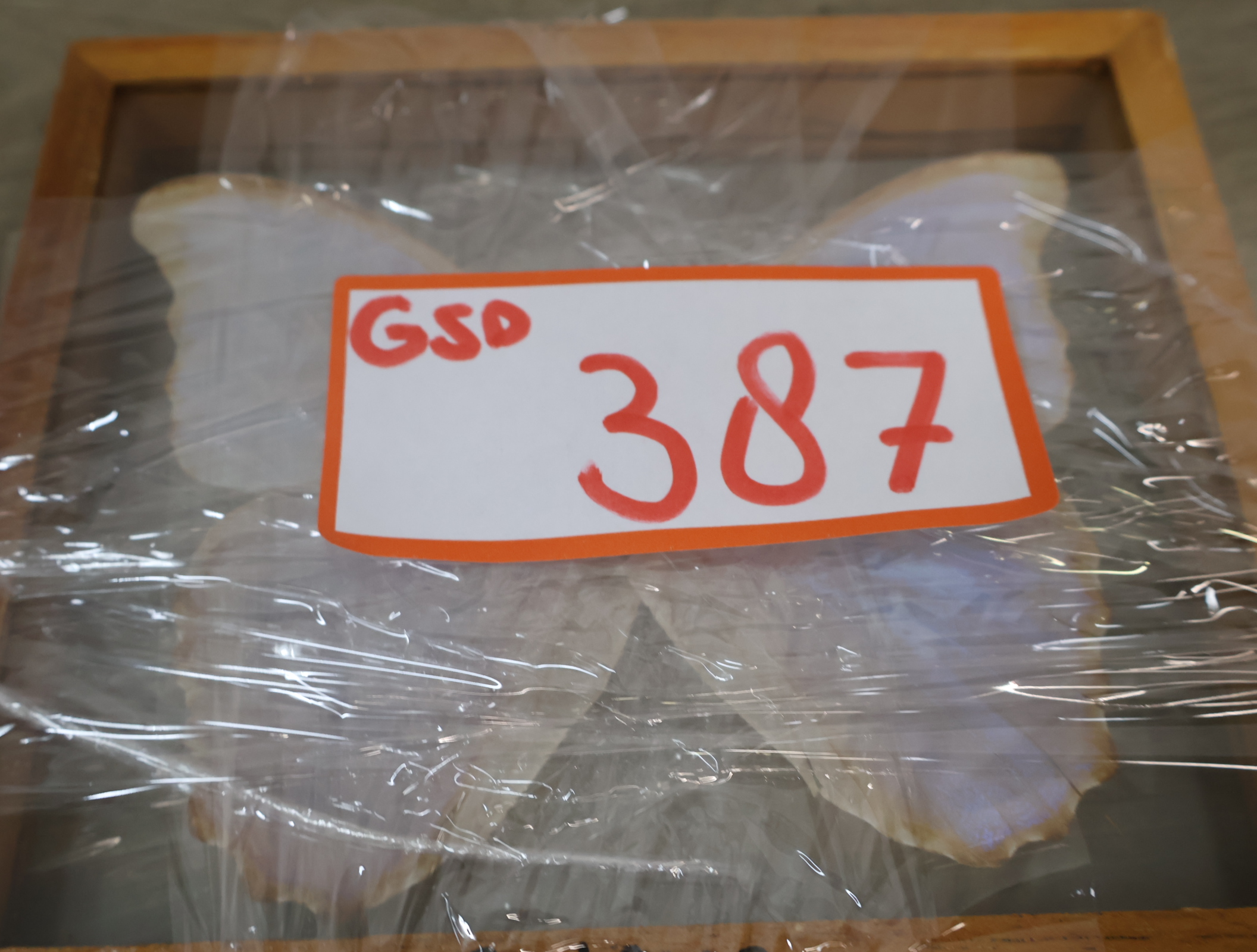 Geëtaleerde vlinder in houten kistje met glas – foto 17 – kavel bij GSD Auctions, Zoeterwoude