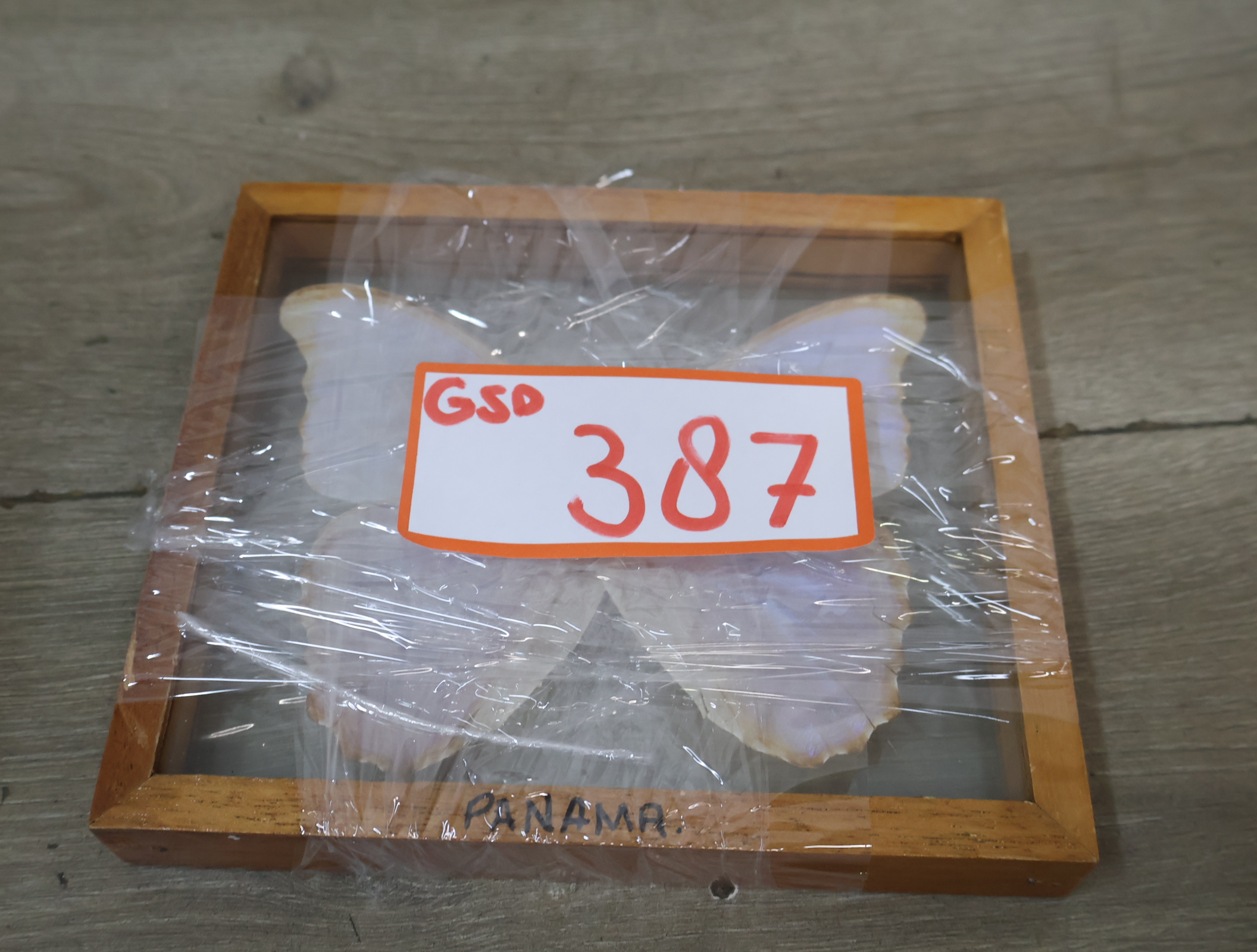 Geëtaleerde vlinder in houten kistje met glas – foto 18 – kavel bij GSD Auctions, Zoeterwoude