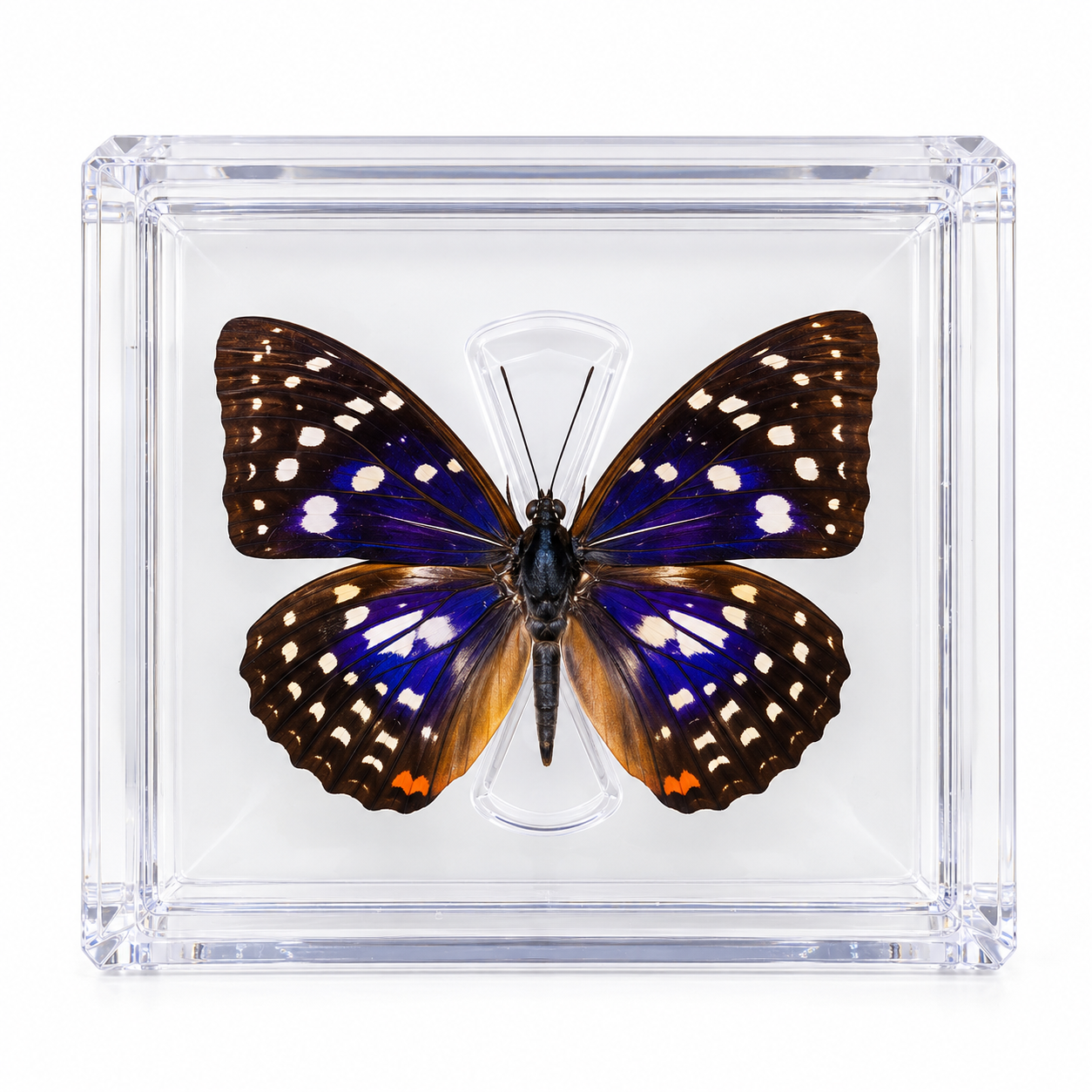 5 stuks Vlinder in Luxe Transparante Display Case – foto 2 – kavel bij GSD Auctions, Zoeterwoude