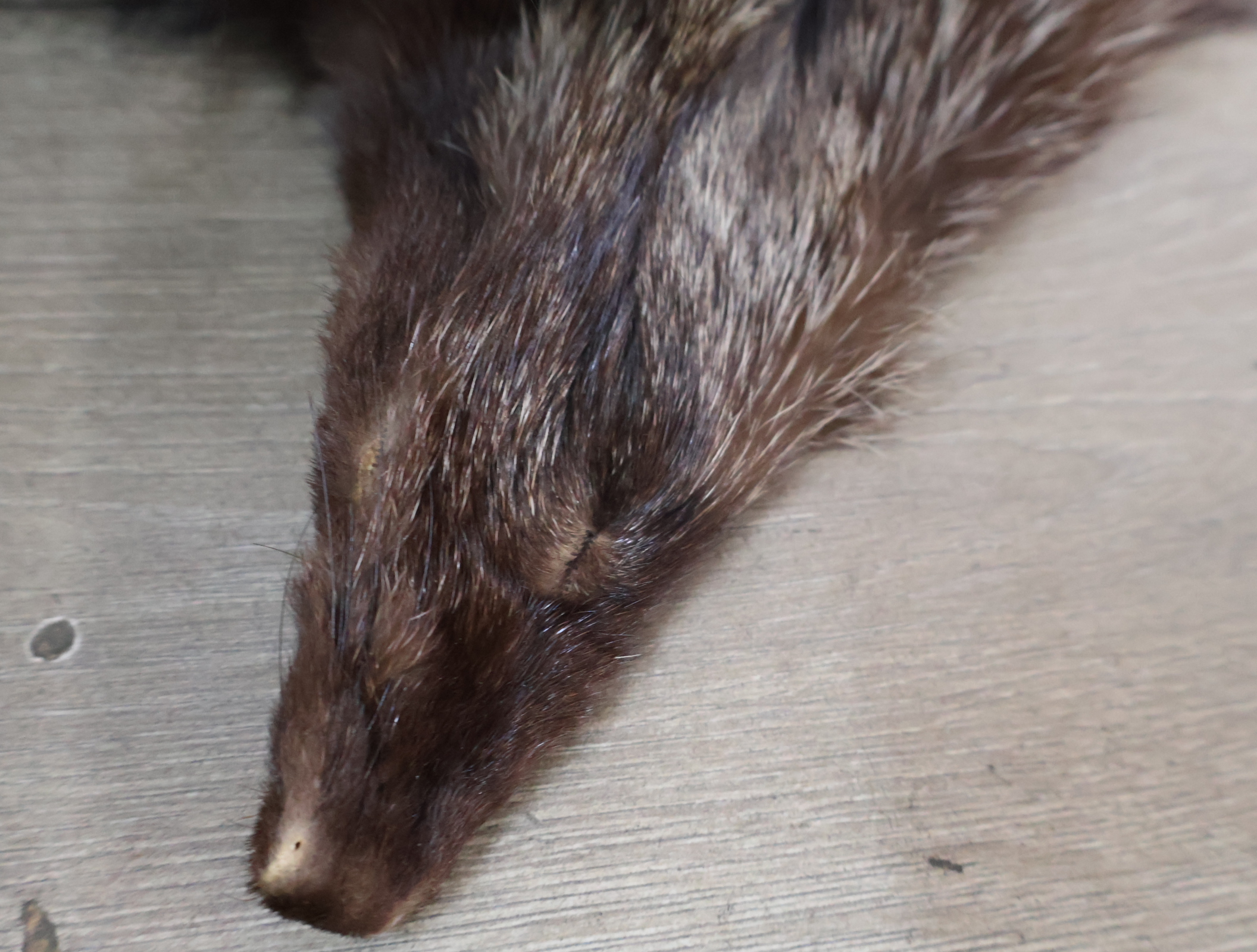 2 bontstola's in opbergdoos – foto 4 – kavel bij GSD Auctions, Zoeterwoude