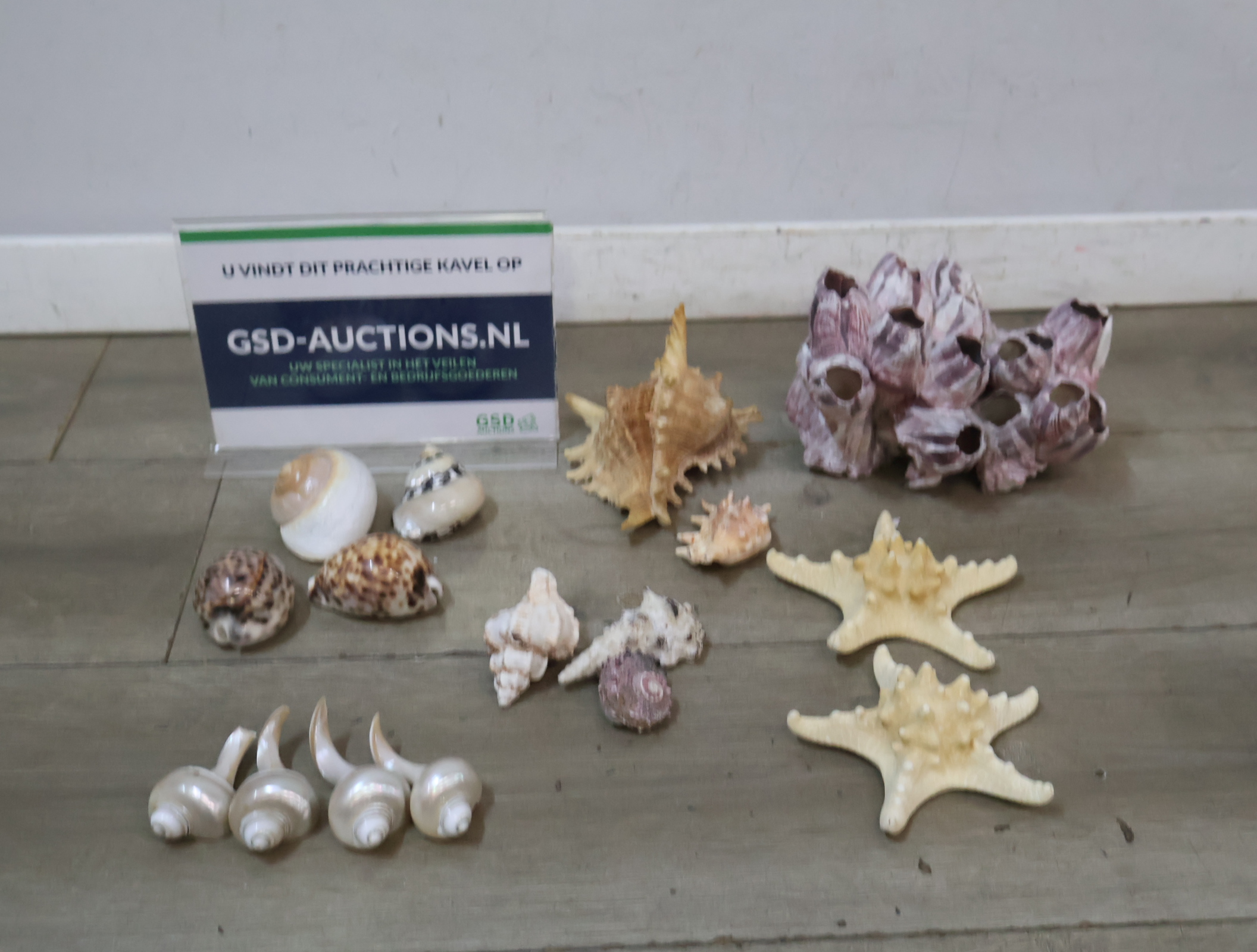 Verzameling diverse schelpen en zeesterren – foto 2 – kavel bij GSD Auctions, Zoeterwoude