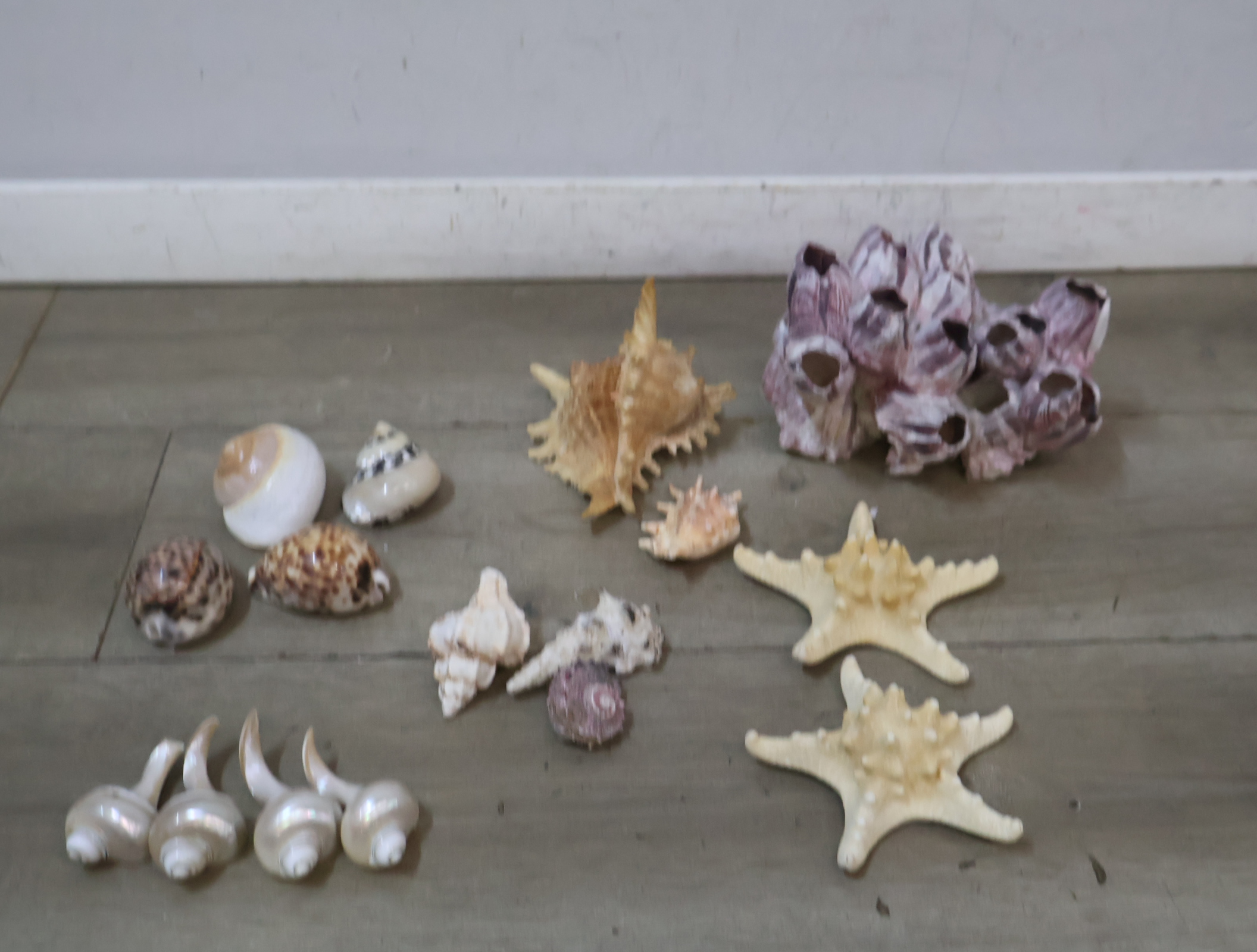 Verzameling diverse schelpen en zeesterren – foto 5 – kavel bij GSD Auctions, Zoeterwoude