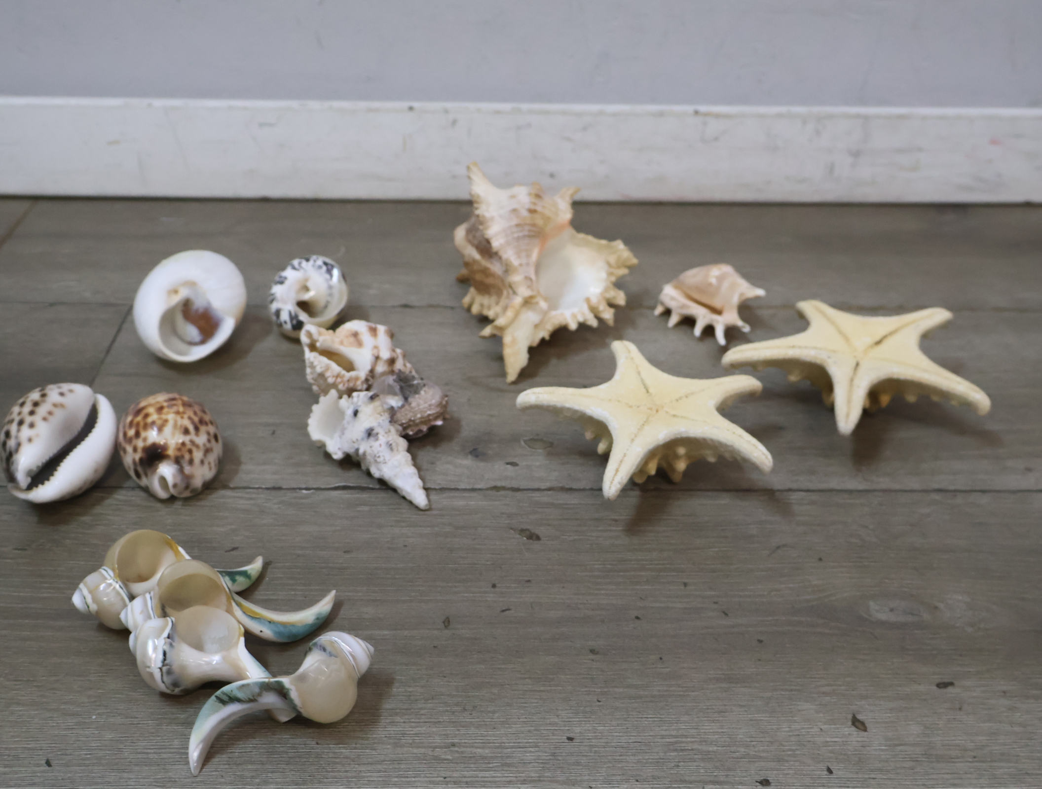 Verzameling diverse schelpen en zeesterren – foto 8 – kavel bij GSD Auctions, Zoeterwoude
