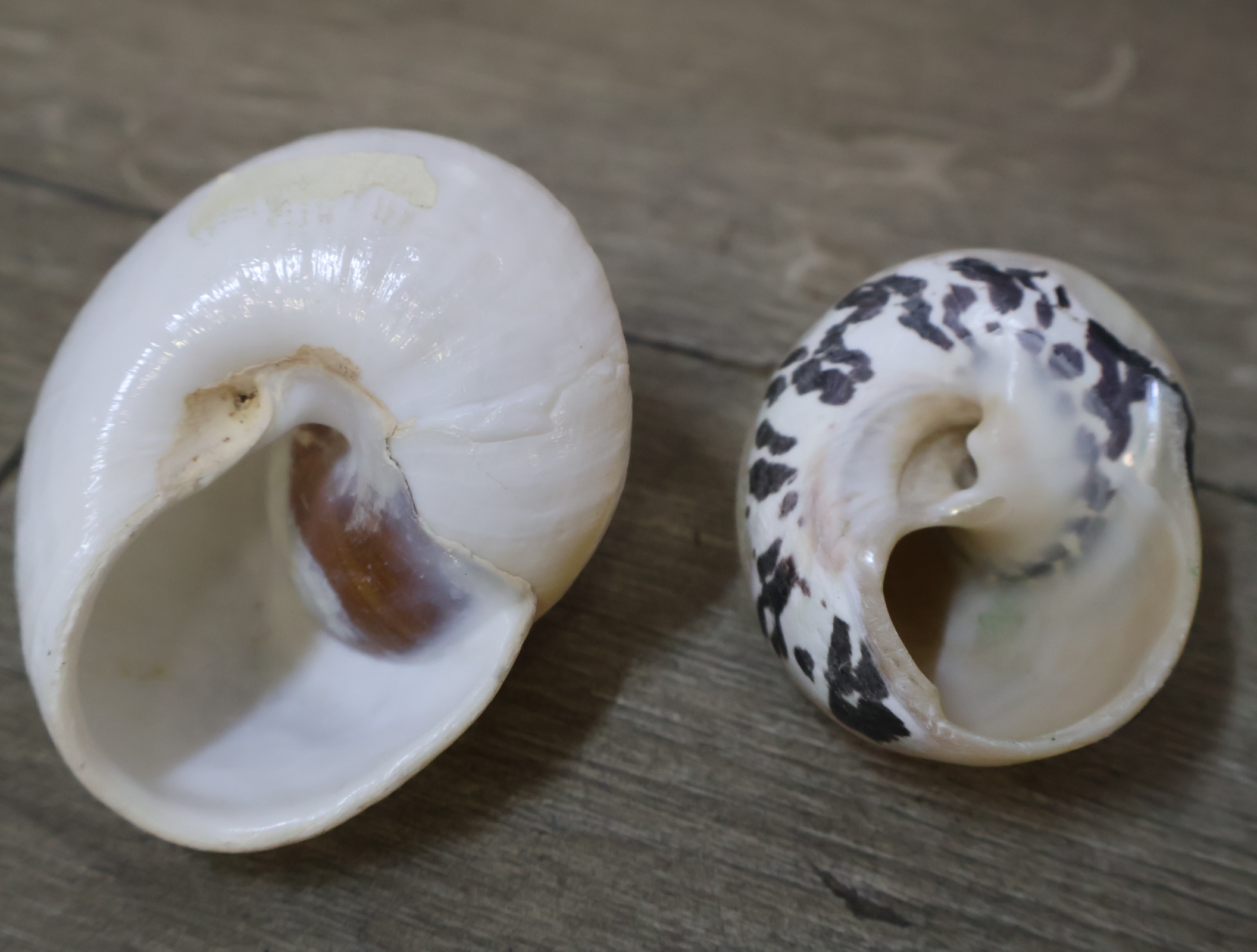 Verzameling diverse schelpen en zeesterren – foto 10 – kavel bij GSD Auctions, Zoeterwoude