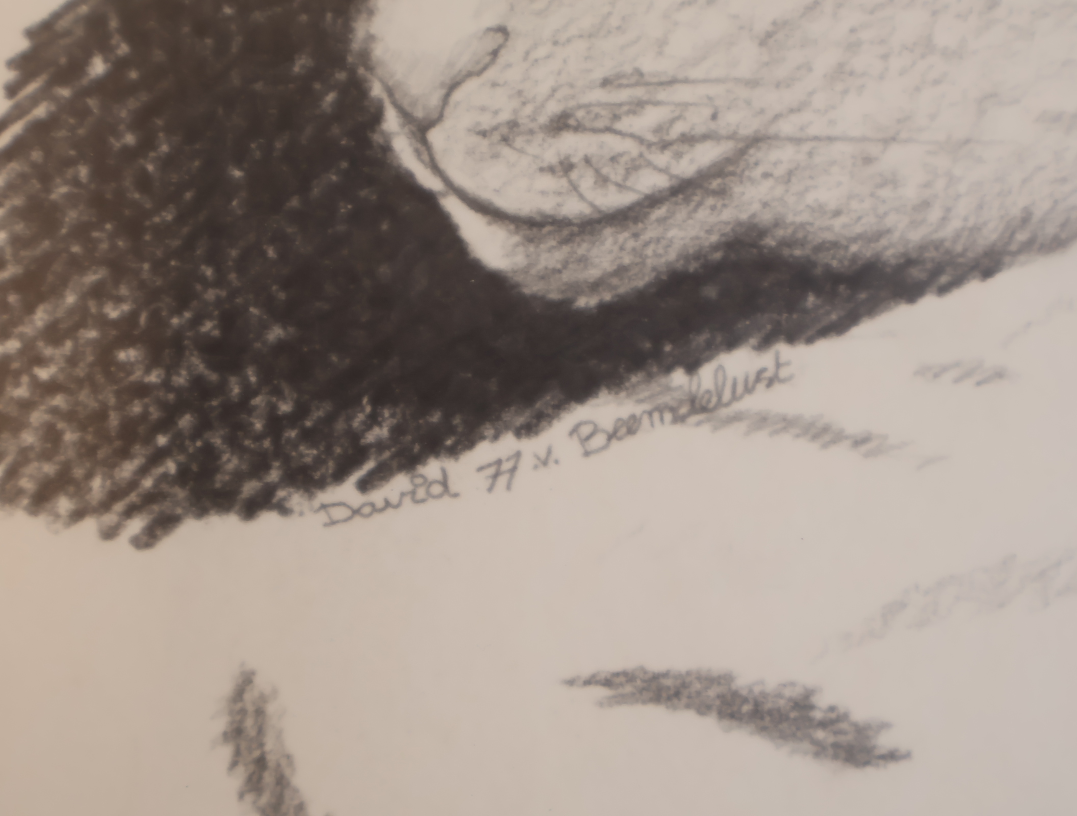 Potloodtekening van vijf kattenkoppen – foto 8 – kavel bij GSD Auctions, Zoeterwoude