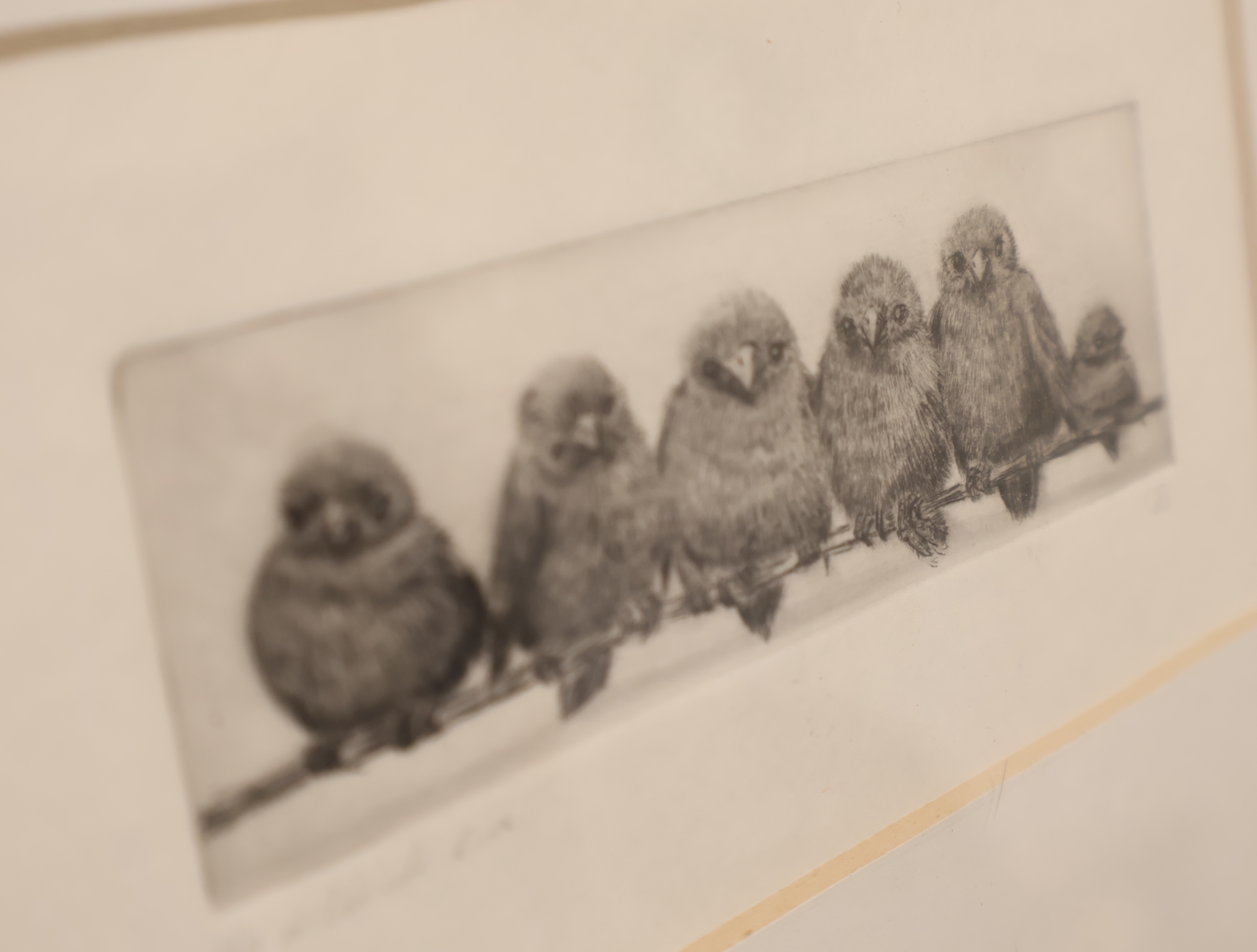 Ingelijste ets van zes vogels op een tak – foto 3 – kavel bij GSD Auctions, Zoeterwoude