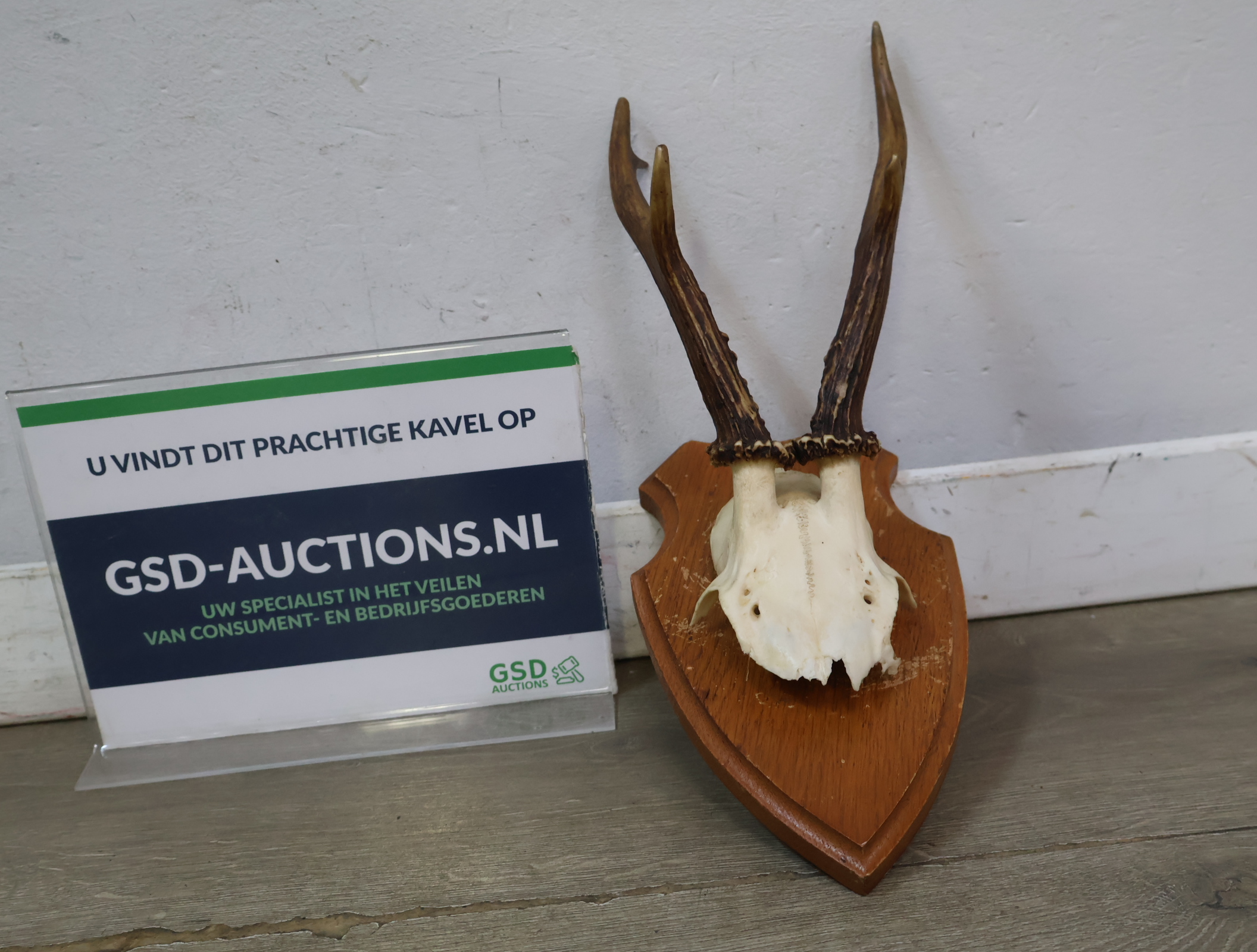 Gewei op houten schild – foto 2 – kavel bij GSD Auctions, Zoeterwoude