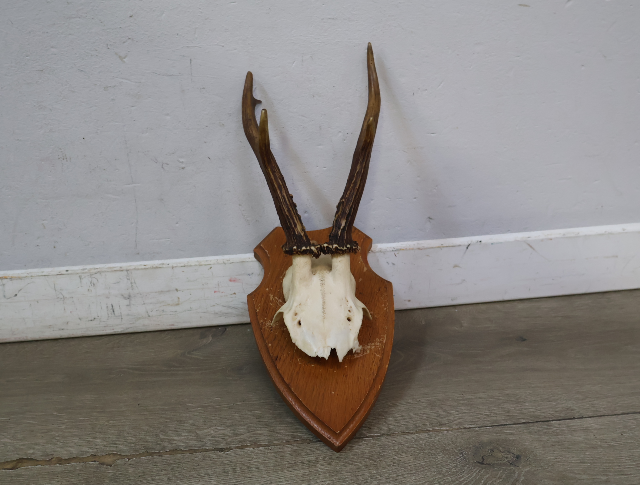 Gewei op houten schild – foto 3 – kavel bij GSD Auctions, Zoeterwoude