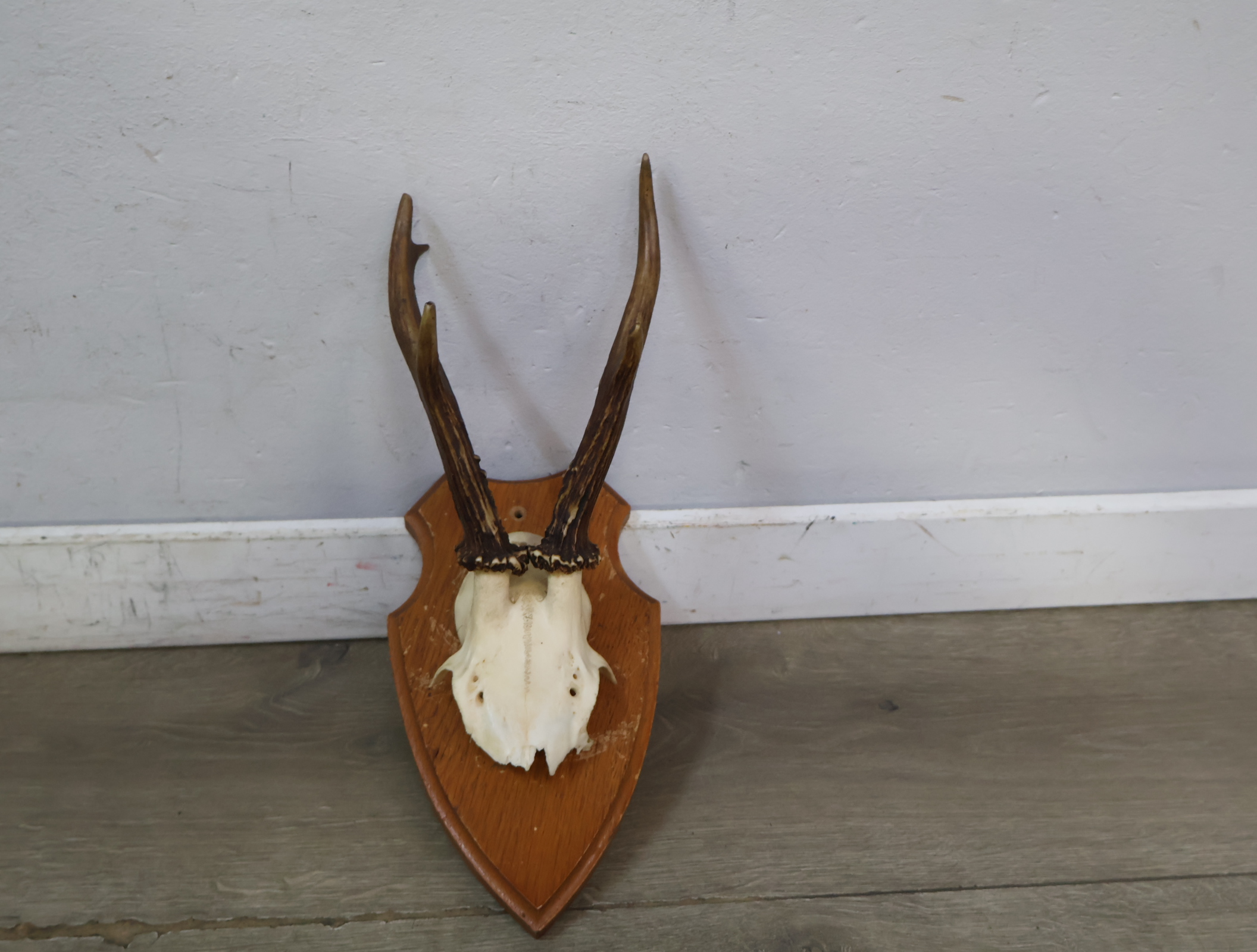 Gewei op houten schild – foto 4 – kavel bij GSD Auctions, Zoeterwoude