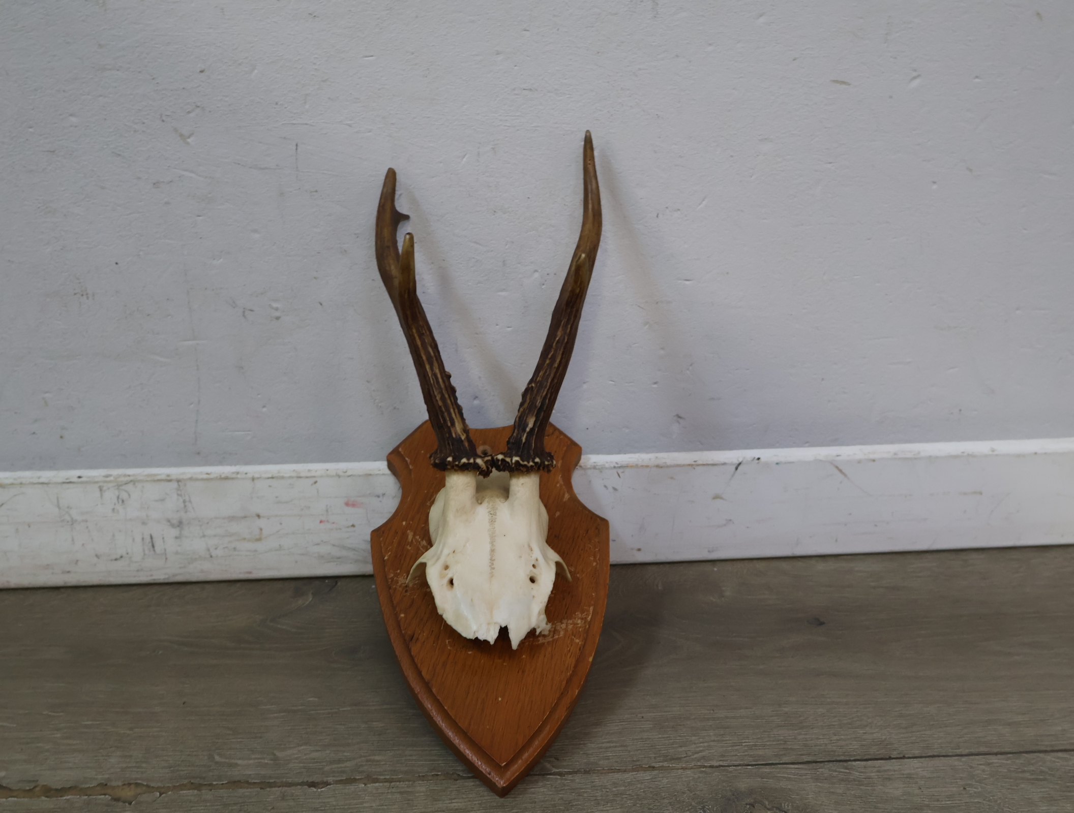 Gewei op houten schild – foto 5 – kavel bij GSD Auctions, Zoeterwoude
