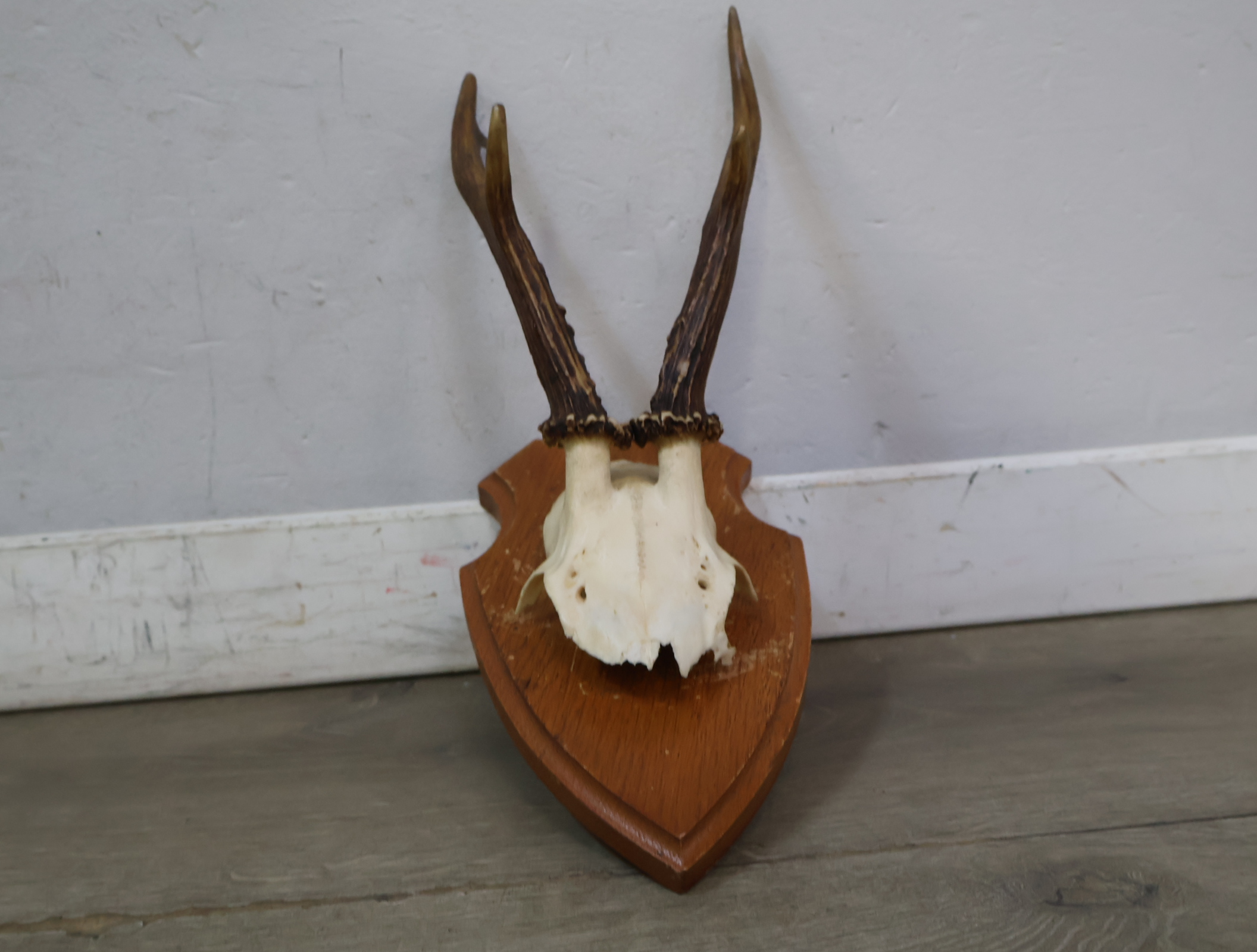 Gewei op houten schild – foto 6 – kavel bij GSD Auctions, Zoeterwoude