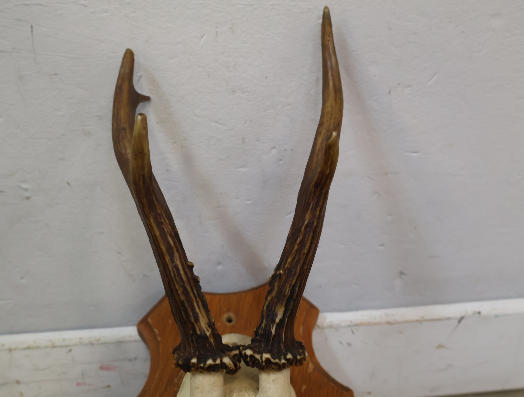Gewei op houten schild – foto 7 – kavel bij GSD Auctions, Zoeterwoude