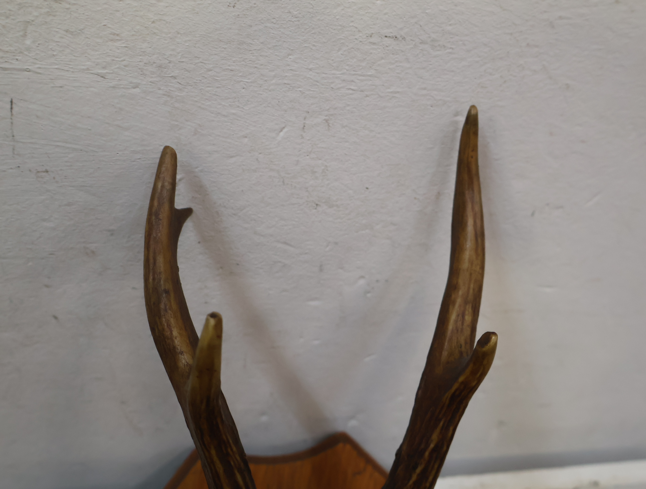 Gewei op houten schild – foto 8 – kavel bij GSD Auctions, Zoeterwoude