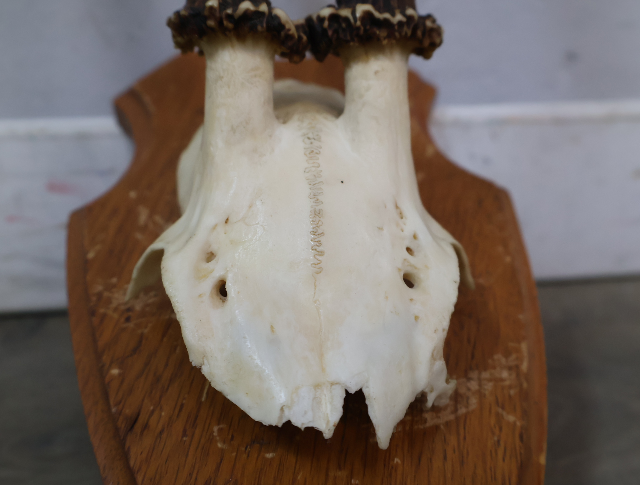 Gewei op houten schild – foto 9 – kavel bij GSD Auctions, Zoeterwoude