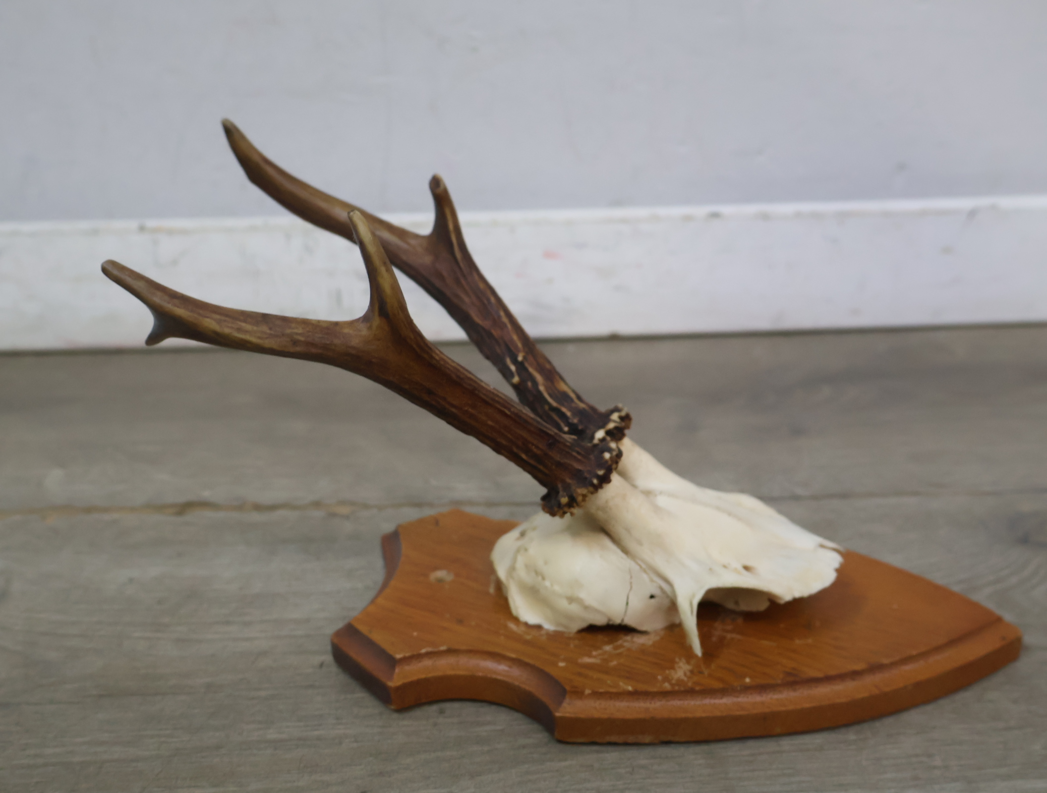 Gewei op houten schild – foto 10 – kavel bij GSD Auctions, Zoeterwoude