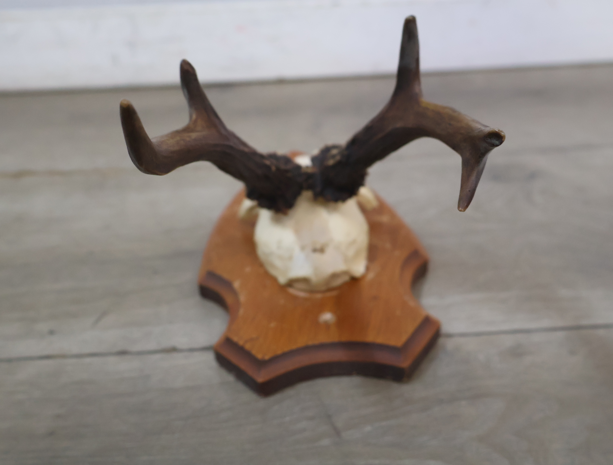 Gewei op houten schild – foto 11 – kavel bij GSD Auctions, Zoeterwoude