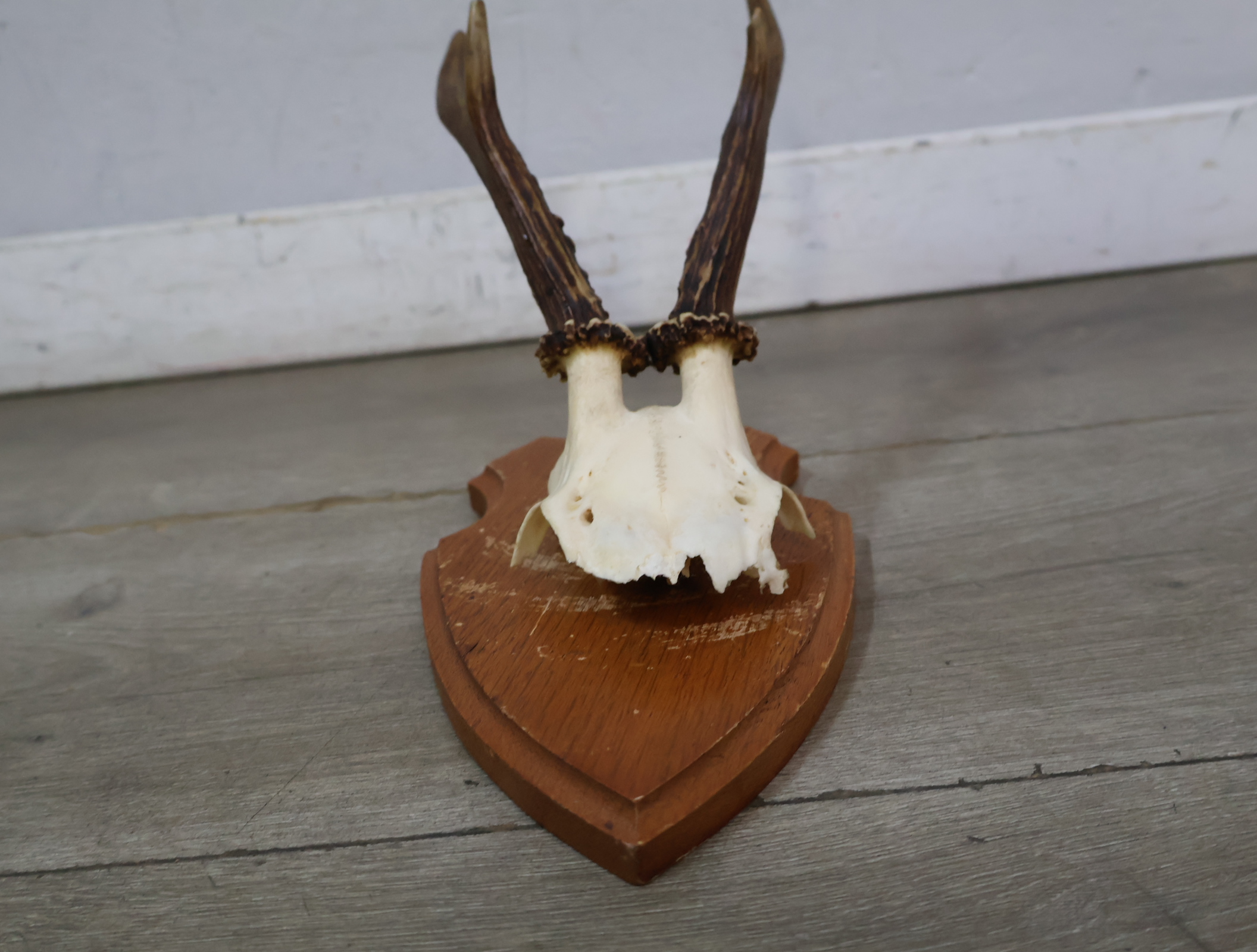 Gewei op houten schild – foto 12 – kavel bij GSD Auctions, Zoeterwoude