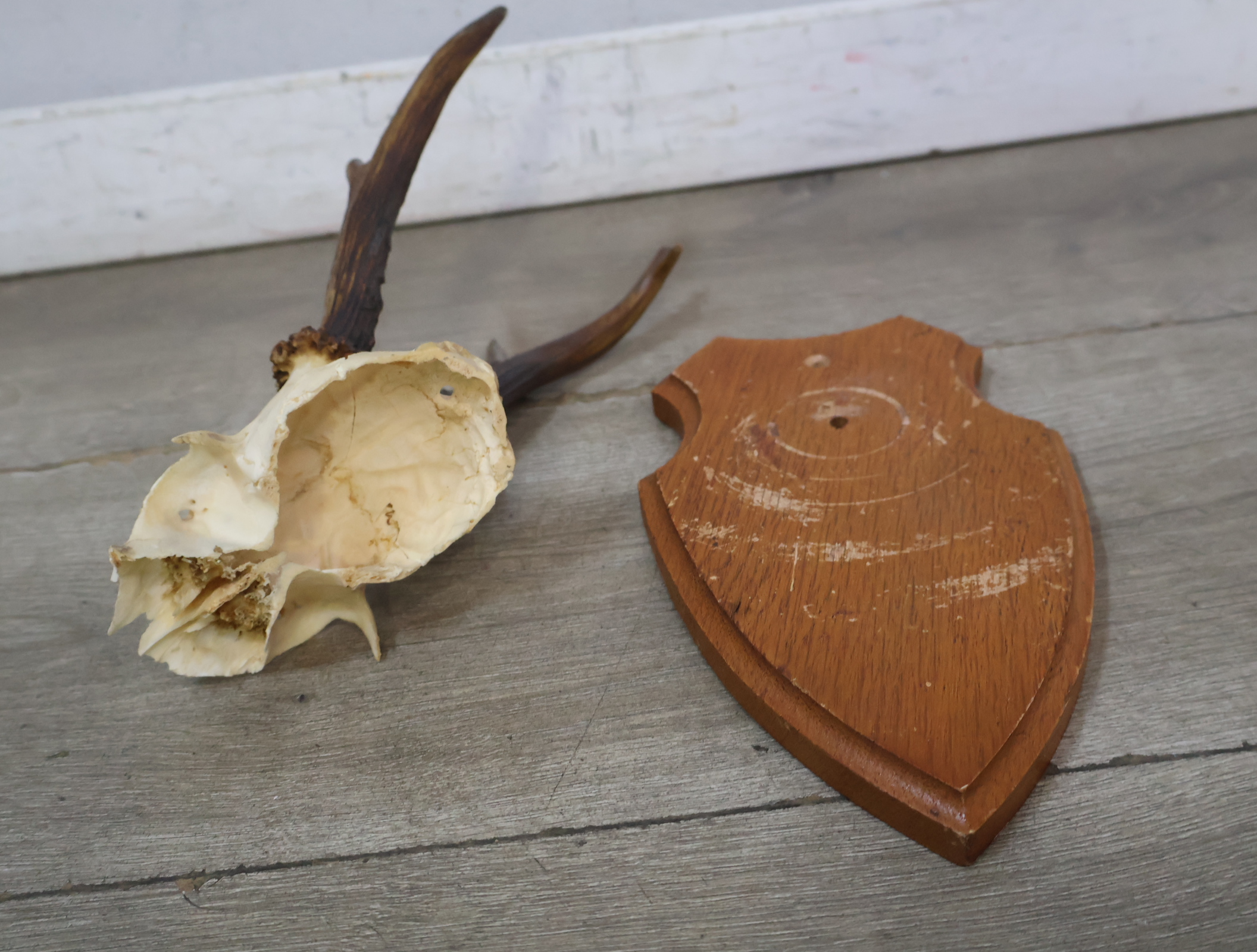 Gewei op houten schild – foto 13 – kavel bij GSD Auctions, Zoeterwoude