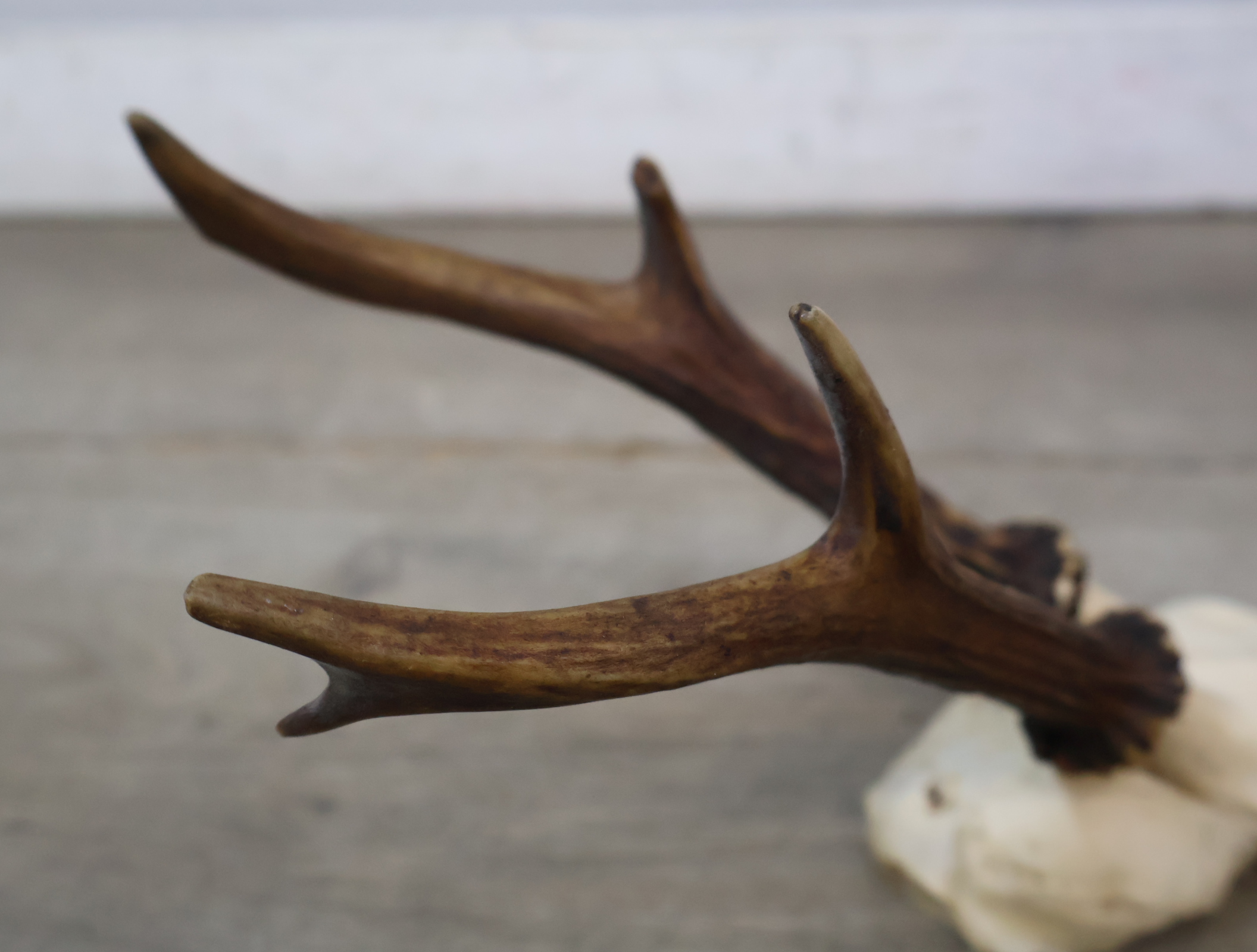 Gewei op houten schild – foto 16 – kavel bij GSD Auctions, Zoeterwoude