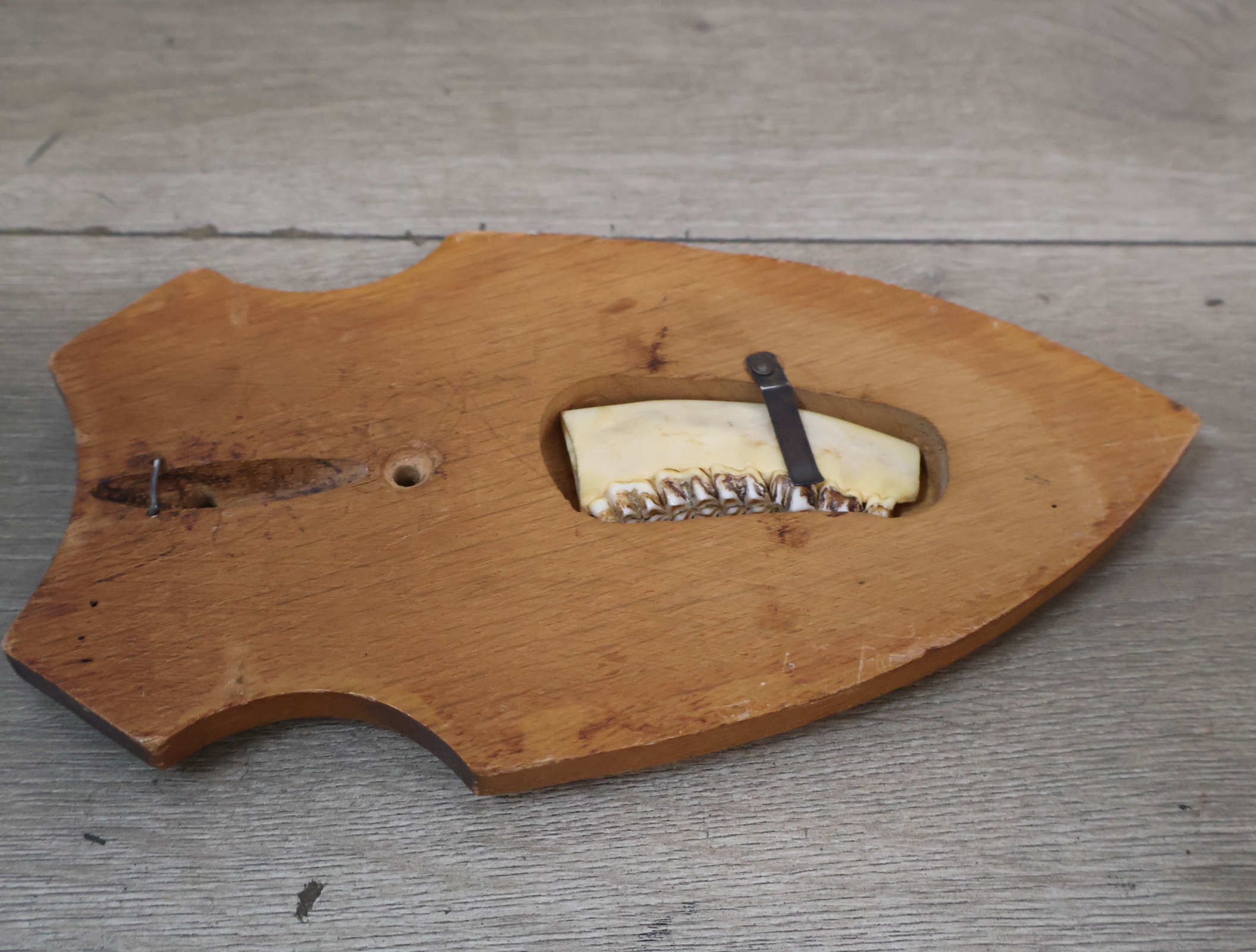 Gewei op houten schild – foto 17 – kavel bij GSD Auctions, Zoeterwoude