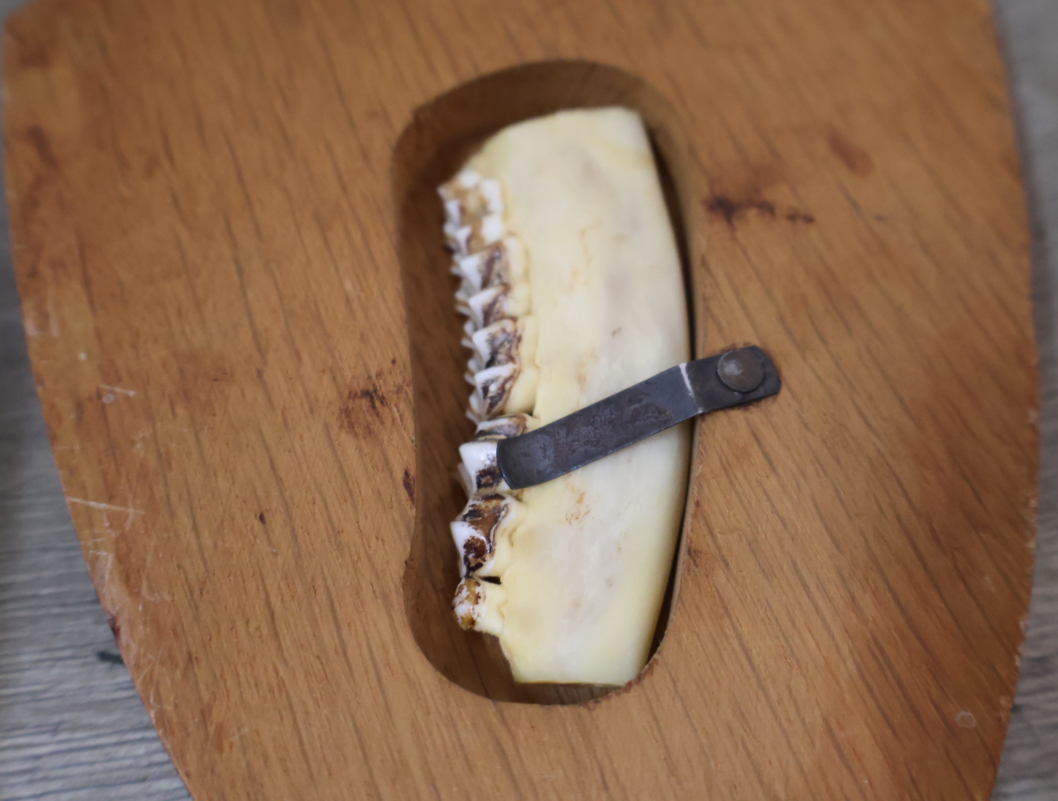 Gewei op houten schild – foto 18 – kavel bij GSD Auctions, Zoeterwoude