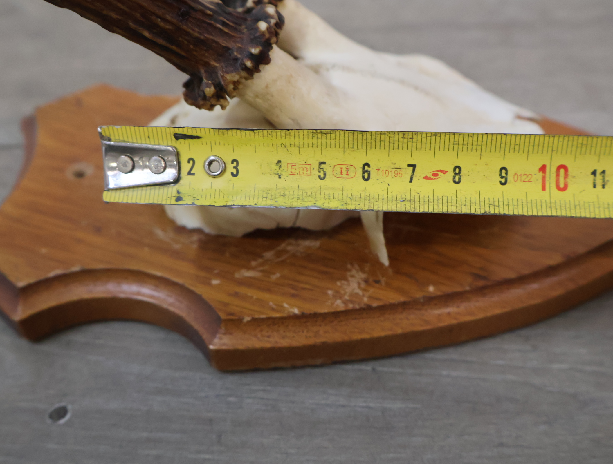 Gewei op houten schild – foto 19 – kavel bij GSD Auctions, Zoeterwoude