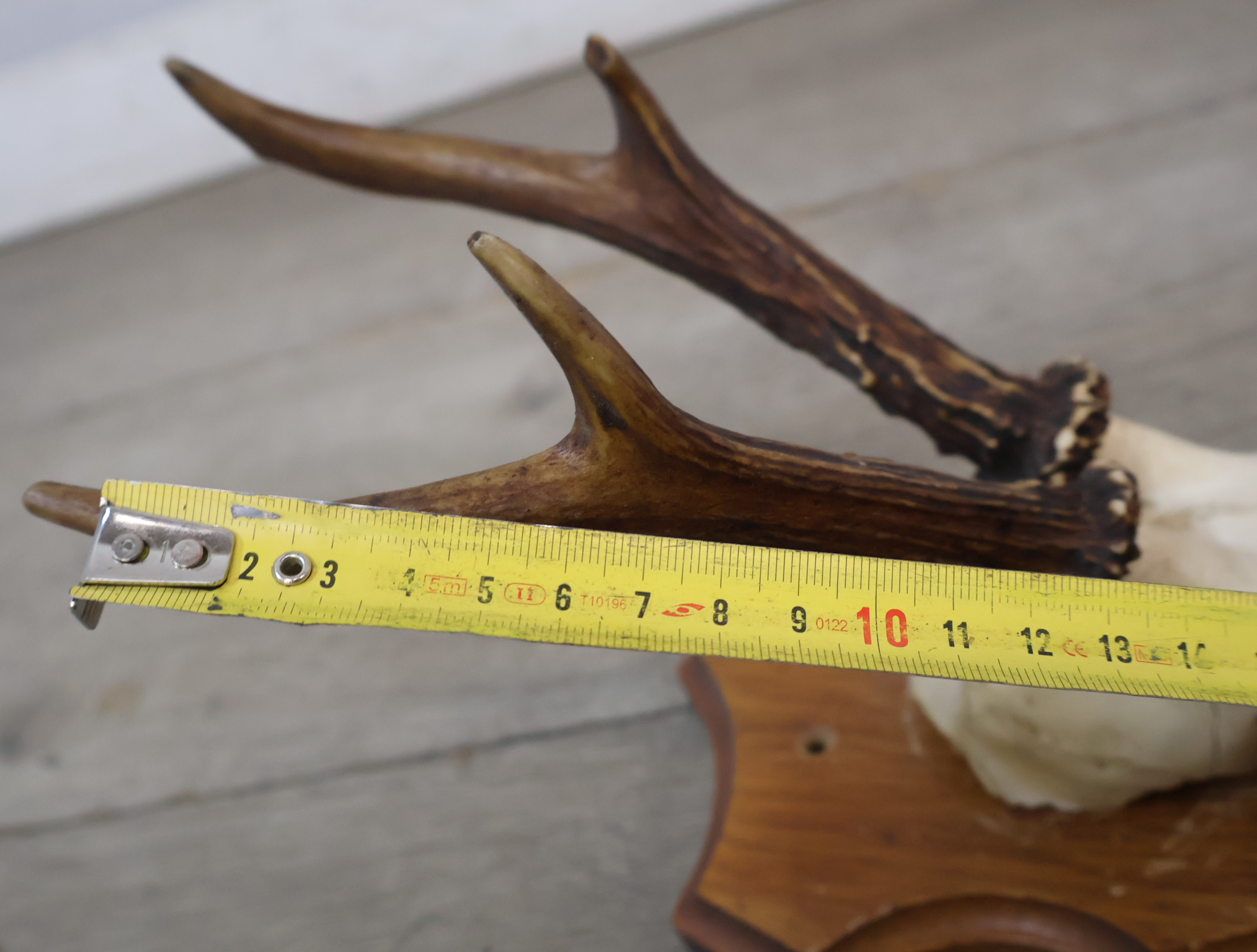 Gewei op houten schild – foto 21 – kavel bij GSD Auctions, Zoeterwoude