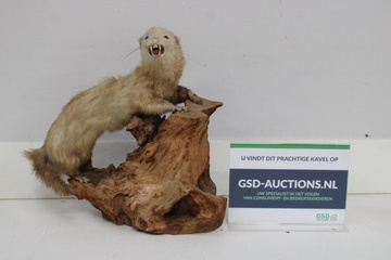 Afbeelding van Opgezette marter op houten voet - Taxidermi
