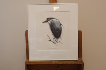 Afbeelding van Ingelijste vogelprent van een Kwak