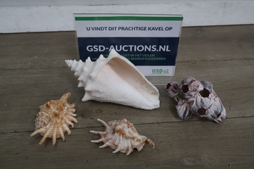 Afbeelding van Set van diverse schelpen