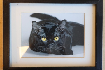 Afbeelding van Fotolijst met afbeelding van zwarte kat