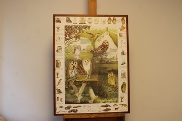 Afbeelding van Illustraties van uilen