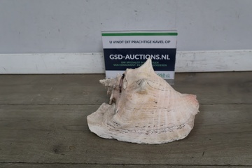 Afbeelding van Grote decoratieve schelp