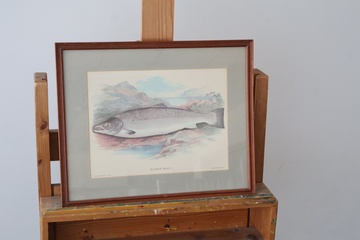 Afbeelding van Ingelijste prent van een zalm