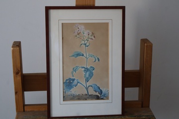 Afbeelding van Ingelijste botanische aquarel'