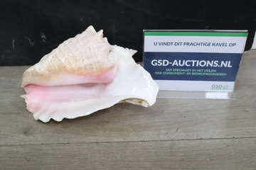 Afbeelding van Grote schelp