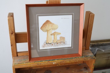 Afbeelding van Ingelijste aquarel 'Gele Ridderzwam'
