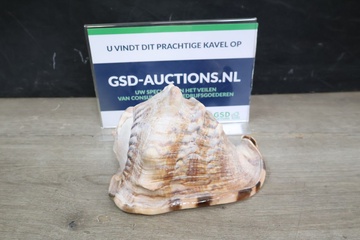 Afbeelding van Grote schelp