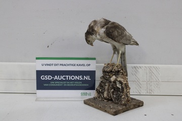 Afbeelding van Taxidermie van roofvogel op houten standaard