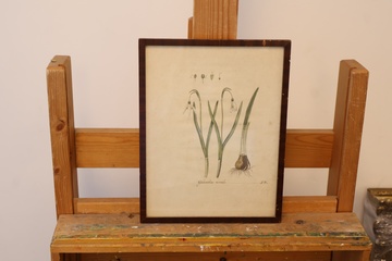 Afbeelding van Botanische prent Galanthus nivalis in houten lijst