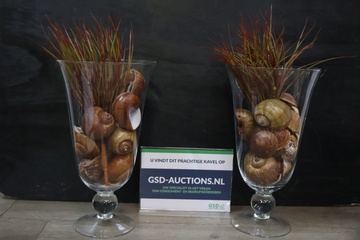 Afbeelding van Set van twee glazen vazen met schelpen en grasdecoratie'