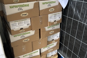 Afbeelding van 30x omdoos Zonnebloem pitten Dille