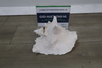 Afbeelding van Decoratieve Schelp