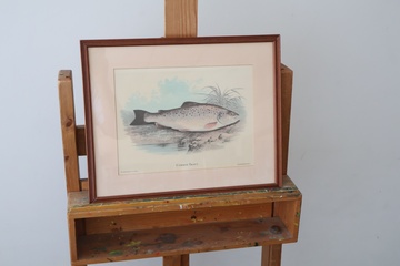 Afbeelding van Ingelijste visprent 'Common Trout'